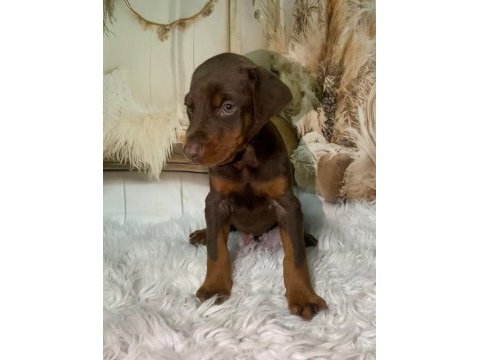 Safkan kızıl doberman yavruları