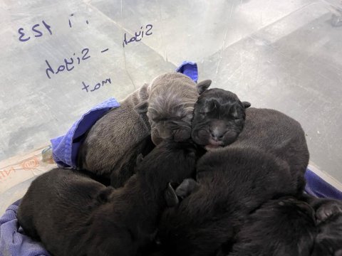 Cane corso yavrular orjinaldir