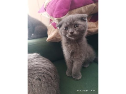 Sahiplendirme scottish fold