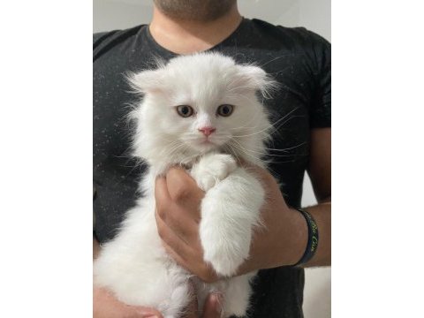 Scottish fold erkek yavru