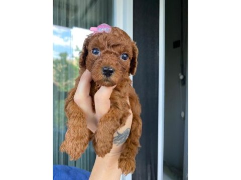 Sağlık ve ırk garantili toy poodle
