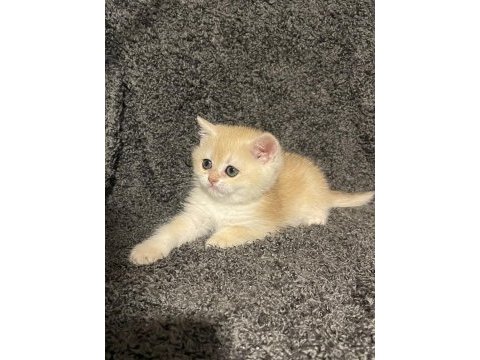 Anne baba şecereli golden ny12 safkan british erkek