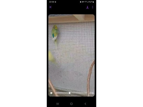 Harika renk muhabbet kuşu çiftler