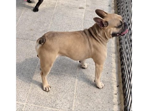 Cuzi bir rakama 2 yaşında faun erkek fransız bulldog