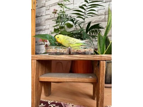 Show jumbo muhabbet kuşlu yavruları