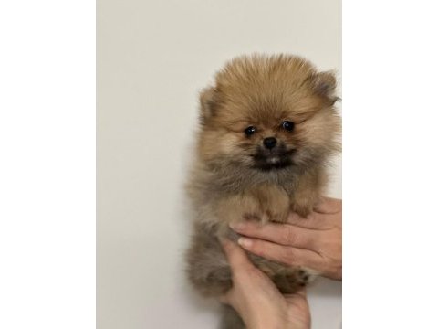Irk garantılı tea cup pomeranian