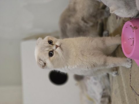 Golden point scottish fold dişi
