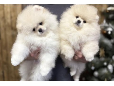Pomeranian boo köpeği