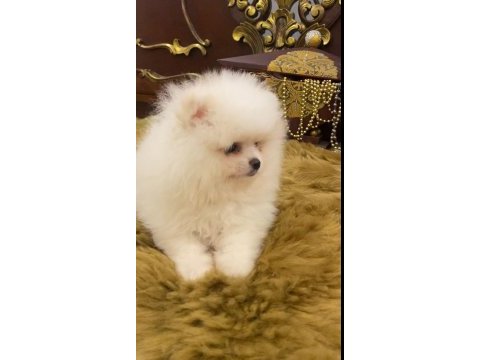 Pomeranian spitz yavrular
