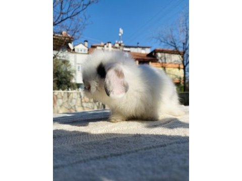 Teddy lop tavşanı yavrular sahiplendirilecek