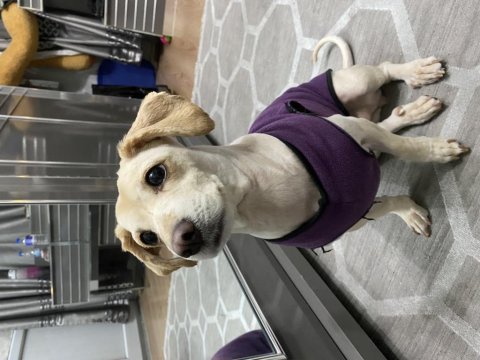 Ücretsiz rus finosu terrier köpeğime aile arıyorum