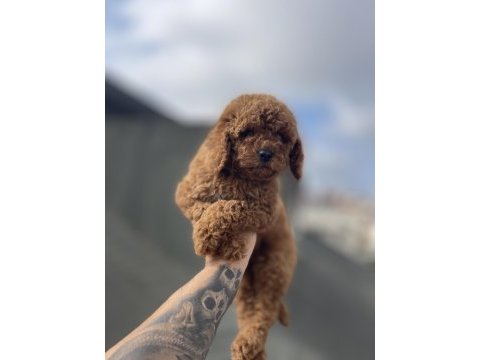 Dişi red brown toy poodle yavru