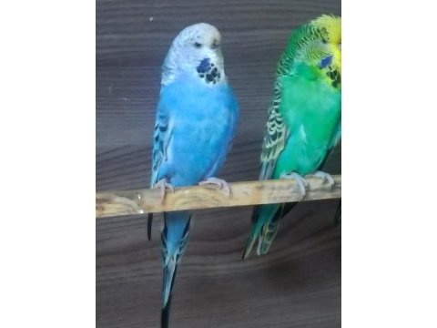Hazır damızlık show jumbo jumbo çek yerli muhabbet yavrular
