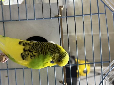Çift show jumbo ele alışkın konuşan kuşlar