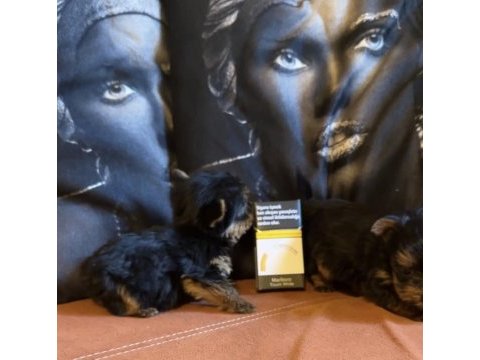 Gerçek tea cup yorkshire terrier yavrular