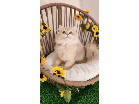 Show kalite safkan brıtısh longhaır lilac golden yavrular