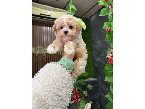 Süslü maltipoo bebek