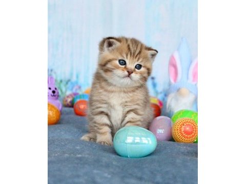 Tatlı british shorthair bebeklerimiz