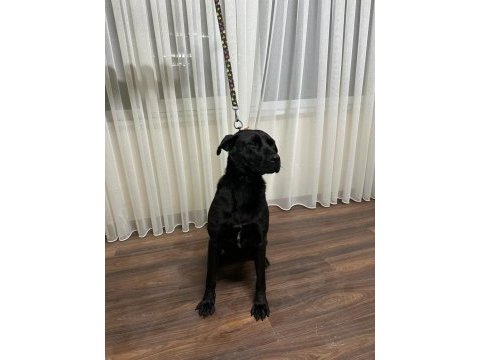 Temel itaat eğitimi mevcut labrador