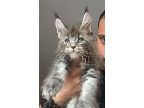 Xxxl erkek ufak vaşak gibi maine coon