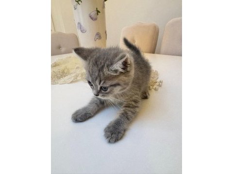 British shorthair kedimiz