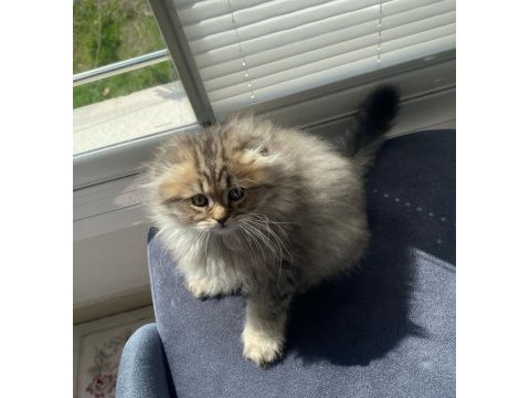 Dişi british longhair