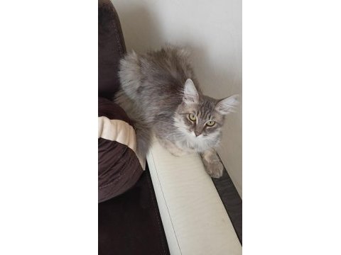 Acil chinchilla sahiplendirme