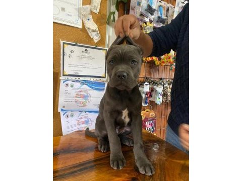 A şecereli blue cane corso ıtaliano