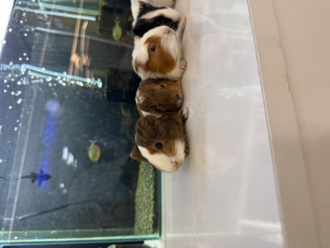 Ginepig yavruları citypetshop