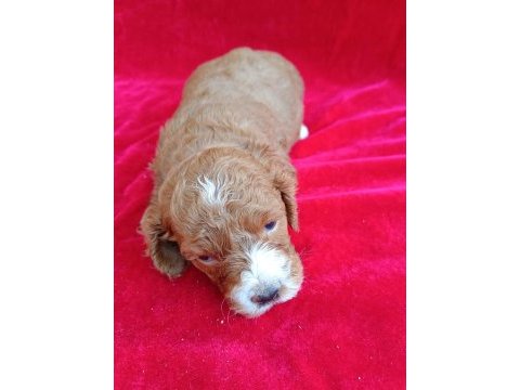 Maltipoo yavrular