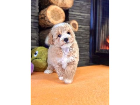 Teddy surat kore kan maltipoo yavrularımız