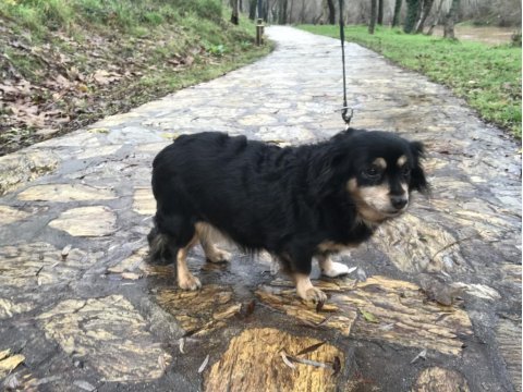Köpeğimiz şeker hanıma acil sıcak bir yuva arıyoruz