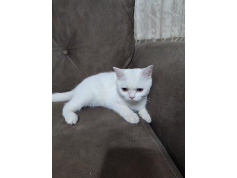 6 aylık erkek british shorthair kedimiz