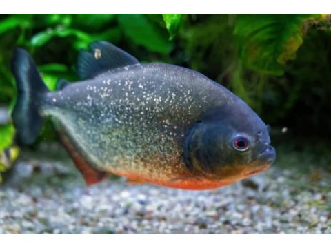 Pirana amazon