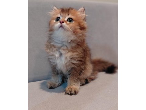 Safkan brıtısh golden erkek yavru