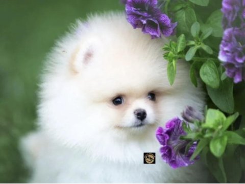 Pomeranian boo yavrumuz