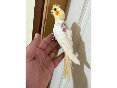 45 günlük lutino bebek sultan papağanı