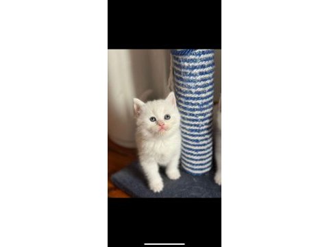 Üç tane british shorthair bebekler