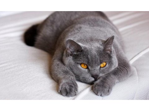 British shorthair 8 aylık