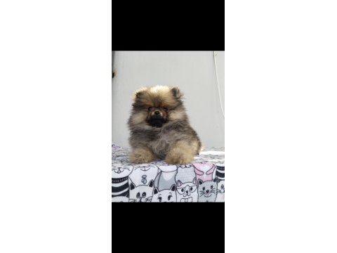 Küçük pomeranian ayıcıklar