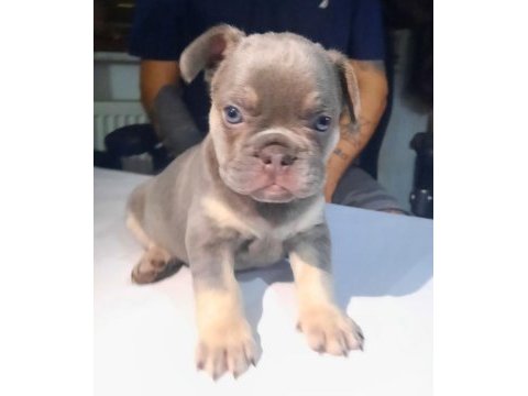 Fluffy, ısabella taşıyıcı exotıc french bulldog kızlarımız