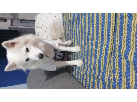 Safkan samoyed