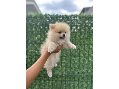 Sevimli ırk pomeranian boo
