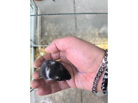 Yavru yetişkin suriye hamsterlari asla ısırmaz