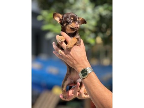 Chihuahua yavrularımız