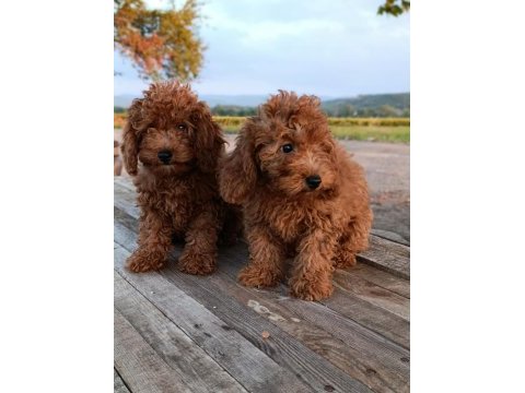 Toy poodle yavrularımız