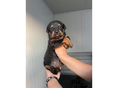 Rottweiler yavruları