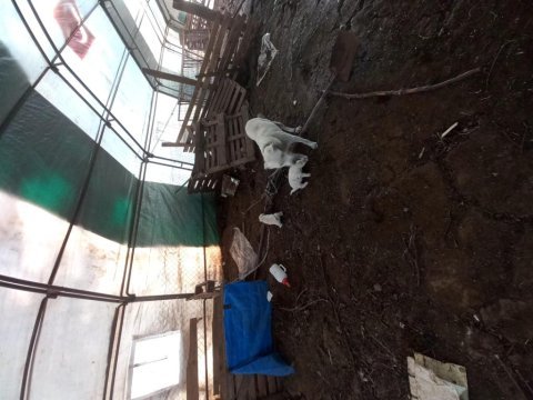 3 aylık akbaş yavruları