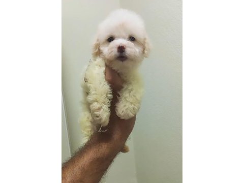 Maltipoo erkek kore kan