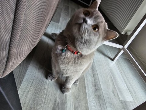 British shorthair (aşıları tam)